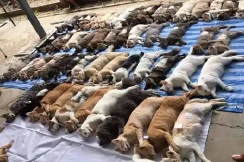 又有野猪闹事了,南京人,你们那里是怎么回事
