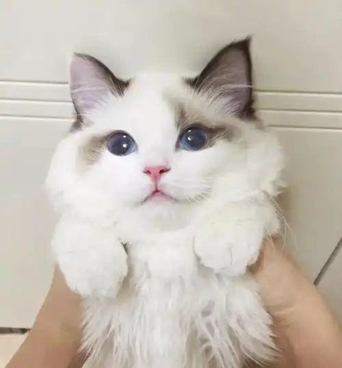 猫咪最喜欢被摸的5个部位,越摸越爱你
