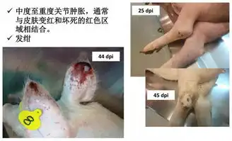 如何正确认识及防控非洲猪瘟病症图集
