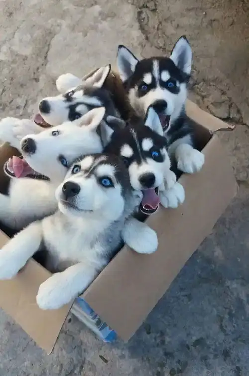 二哈犯二图集,噗哈哈哈
