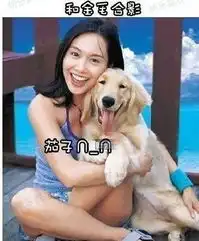 家有小金毛和小哈的区别图片第16230张狗狗搞笑图片

