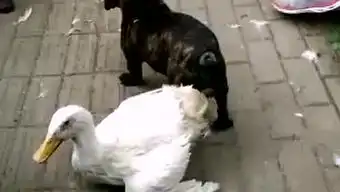 企鹅搞笑录的个人频道
