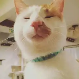 你收藏了哪些有关猫的好看的图片

