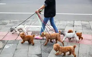 重磅马鞍山市推出养犬积分制扣满12分,犬只会被没收
