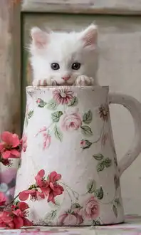 求好看的猫咪图片,像这样的,可以做皮肤的
