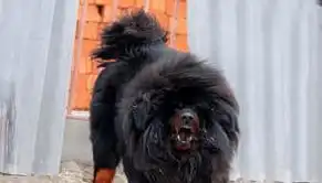 热热热热放假给孩子找个伴犬场直销藏獒幼犬1000
