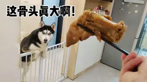 把掉在地上的猪蹄丢了,二哈看到后快哭了,太好笑了
