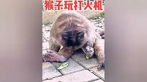 猴子玩打火机把自己点着了,哇,真香猴子国字脸猴子动物世界野生动物零距离奇妙的动物搞笑
