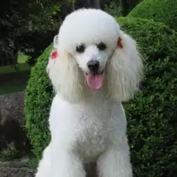 贵宾犬乖漂亮还是博美乖,漂亮呢
