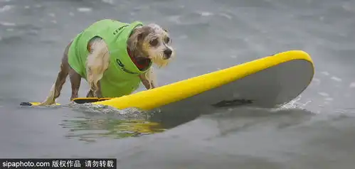 狗狗冲浪大赛,有模有样滑稽搞笑
