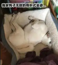 搞笑gif姑娘你已经这么美了,化妆都是多此一举了
