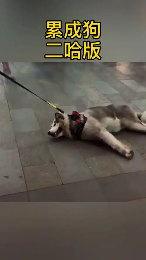 累成狗二哈版

