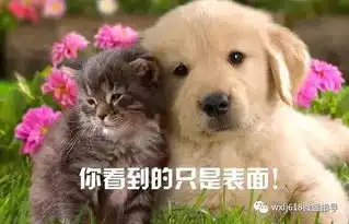 支付宝做社交有隐患,难道微信搞理财就安全
