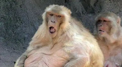 图看地球上10大最胖的动物,猩猩胖成球太搞笑,猪胖到五官难辨认

