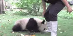 幽默搞笑段子集夏天被蚊子逼疯了的网友,哈哈,蚊香还能这么玩
