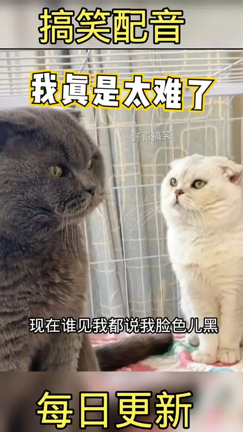 每日一笑带你笑翻天搞笑配音热门
