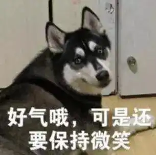 流浪狗大战野猫,顺便拆拆车
