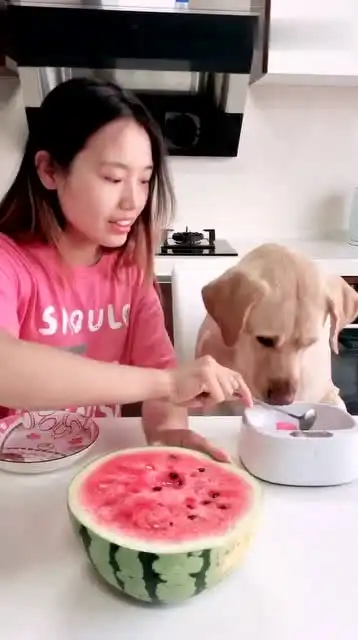 美女爆笑分西瓜,狗狗的那个勺子那么一小勺自己的那么大
