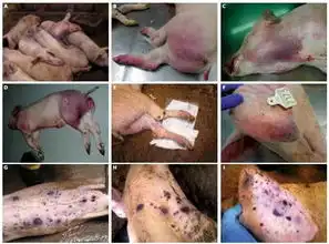 锡盟境内发现非洲猪瘟,莫慌我们应该这样做
