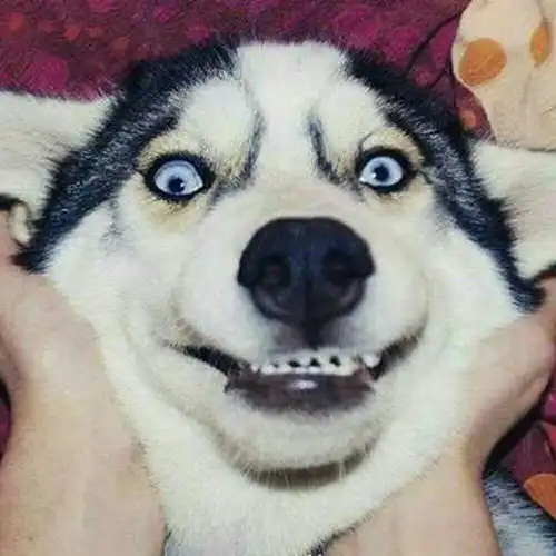 你和二哈有哪些有趣的故事
