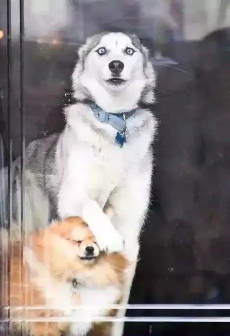 狗狗的这些行为,说明它很爱你紧张感

