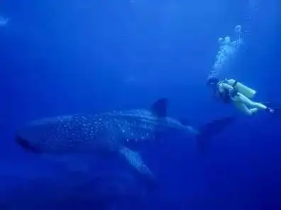 探索海洋亲近蔚蓝,海洋生物标本科普展开始报名啦
