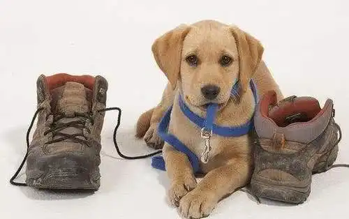 宠物犬总是和主人的鞋子过不去,知道原因之后,主人深感惭愧

