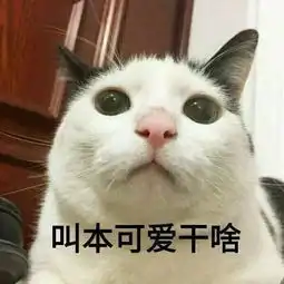 告别云撸猫,来成都治愈你的没猫病
