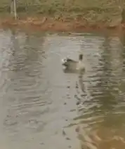 搞笑gif,,懒人发明的东西,滑手机都找肉代替了
