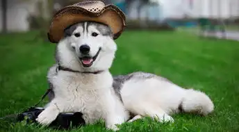 有趣在草地上的莱卡犬

