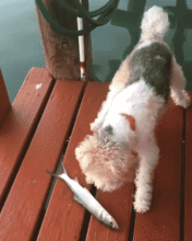 搞笑gif正儿八经的猪头

