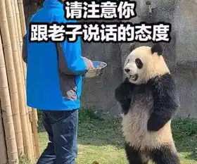 这只叉腰熊猫火了老子是国宝,请你注意你跟我说话的态度
