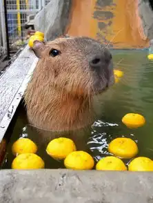 日本香川水豚冬至泡柚子温泉憨态可掬
