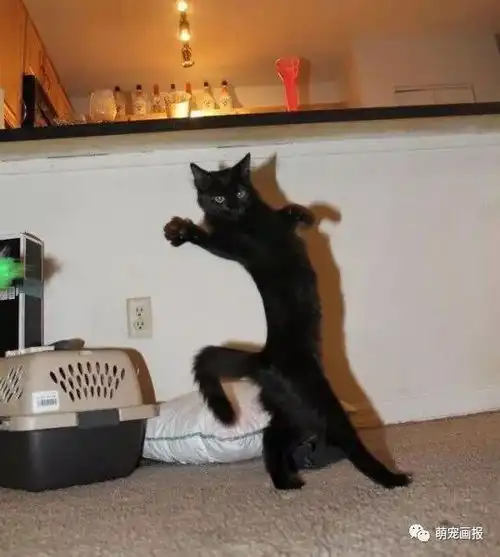 猫咪搞笑图片集锦
