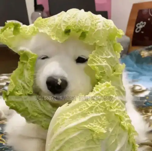 菜狗头像丨菜狗图片丨笑死睡会用这个头像啊
