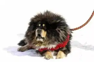 藏獒走下天价神坛之后满街流浪,现在大热的法斗和柯基还能有几天幸福时光

