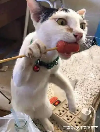 搞笑图片幽默段子笑话熊孩子,就算过父亲节,你也免不了挨打

