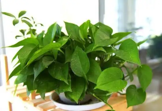 花友新入坑就烦恼盆栽植物用啥肥好学2招自制肥,有趣又实用
