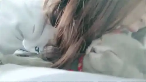 爆笑萌宠没有男朋友,妹子只好骚扰睡着的猫咪了,哈哈太调皮

