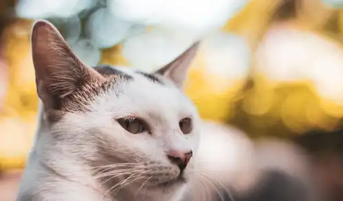每日壁纸如果有一天,我变成一只猫
