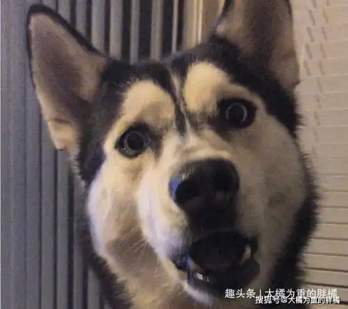 主人在旁边,我就不下河摸鱼了10张狗狗趣图看着真是太搞笑了

