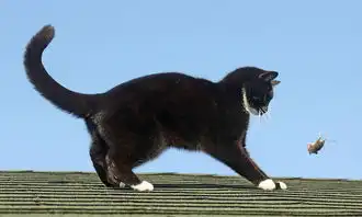 猫和老鼠现实版猫咪逆袭把老鼠玩疯了
