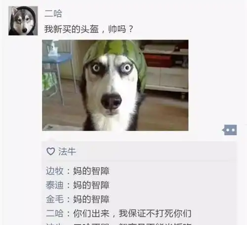 汪星人这表情充分说明了一个事实搞笑我们是专业的
