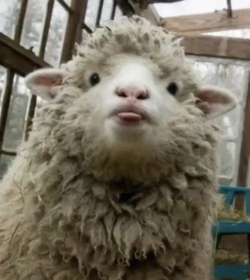 小羊真的太太可爱了
