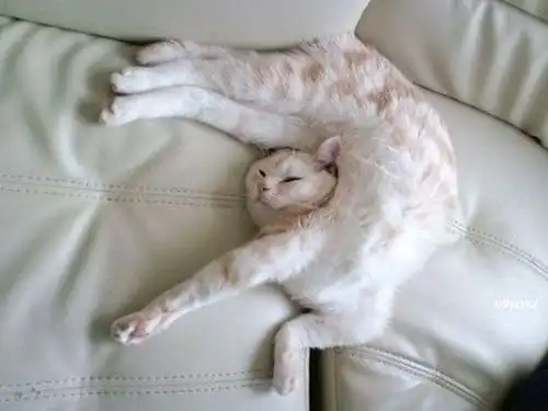 猫咪有哪些奇怪的躺姿
