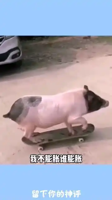 搞笑配音惹不起啊,猪都会玩滑板了我却不会

