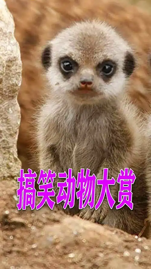 搞笑动物大赏,每位都是戏精,这样的迷惑行为你见过吗
