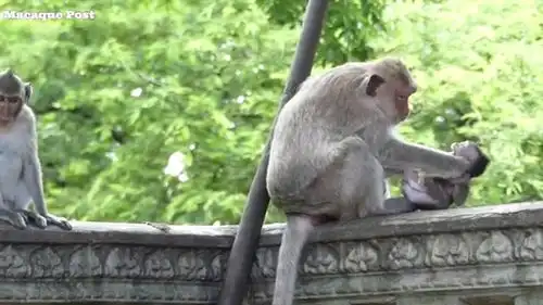 猴妈打孩子上瘾了,一天不打难受啊搞笑
