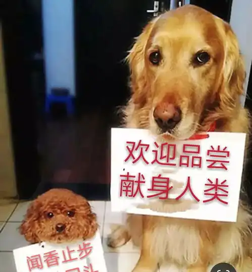 狗不是伴侣,狗患来自弃养
