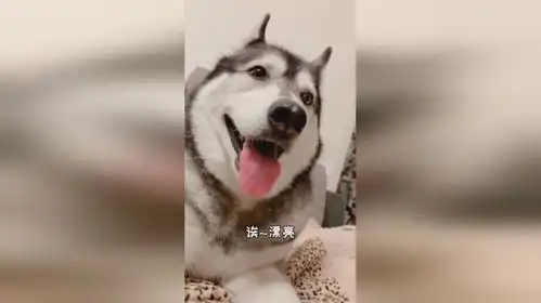 哈士奇不愧是三傻之一,表情都是那么搞笑,行走的表情包啊
